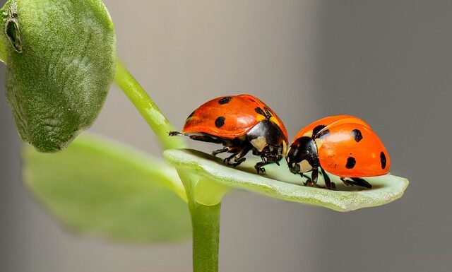 Czy w Biedronce można kupić erytrytol?