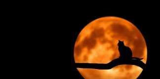 Ile razy dziennie załatwia się mały kot?