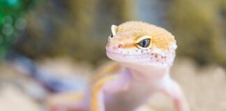 Czy jedzenie robaków jest zdrowe?