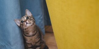 Jak pokazać kotu Kto tu rządzi?