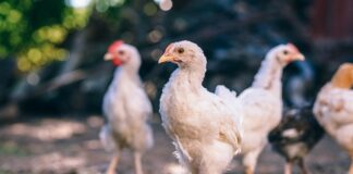 Dlaczego ubrania w suszarce się kurczą?