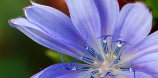 Jaki jest najzdrowszy zamiennik cukru?