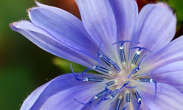 Jaki jest najzdrowszy zamiennik cukru?