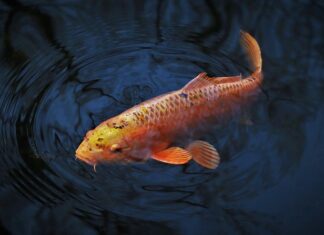 Jaki sygnalizator brań na karpia?