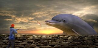 Jaka żyłka na suma?