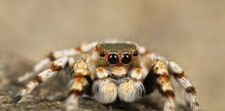 Jakie strzemiona do skoków?