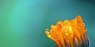 Ile kosztuje aksamit?