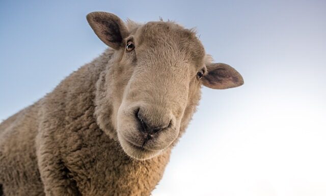 Czy wełna jagnięca gryzie?