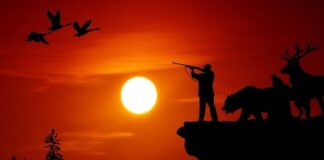 Ile lbs do polowań?