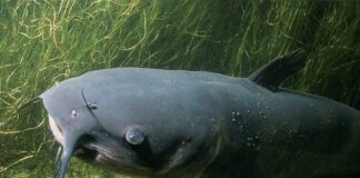 Ile waży sum 2 metry?