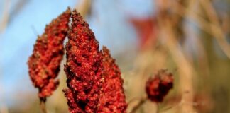 Czy sumy są agresywne?